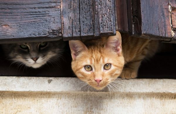 <br />
В Европе заявили, что коты распространяют коронавирус<br />
